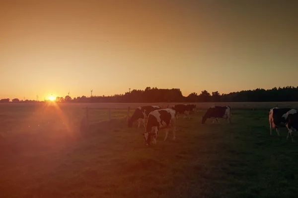 Vacas em pasto ao pôr do sol — Fotografia de Stock