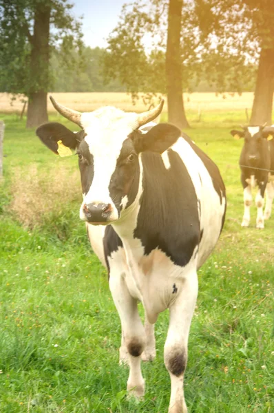 Grazende koeien op groene weide — Stockfoto
