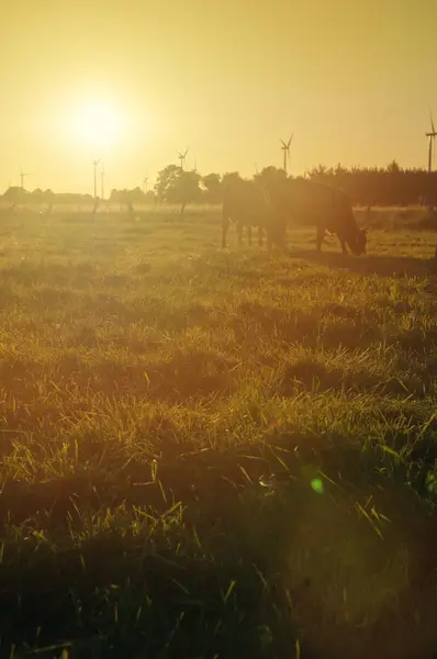 Koeien op grasland bij zonsondergang — Stockfoto