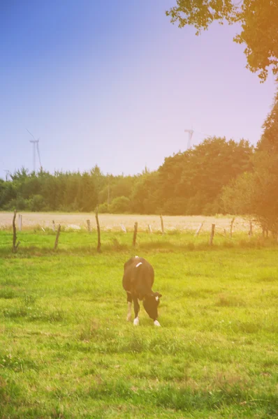 Vacas em pastagem no prado verde — Fotografia de Stock