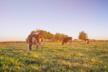 Otlayan inekler üzerine yeşil çayır
