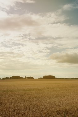 Buğday tarlalarının gün arasında