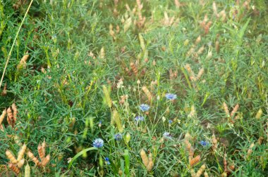 yabancı otların tarım arazileri acı bakla arka plan ile büyümüş