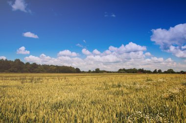Buğday, görüntüsünü tarım arazileri.