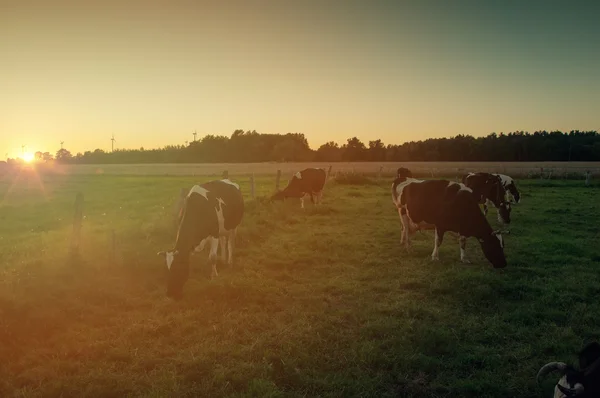 Vacas en pastos al atardecer —  Fotos de Stock