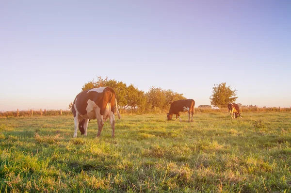 Vacas de pastoreo en prado verde —  Fotos de Stock