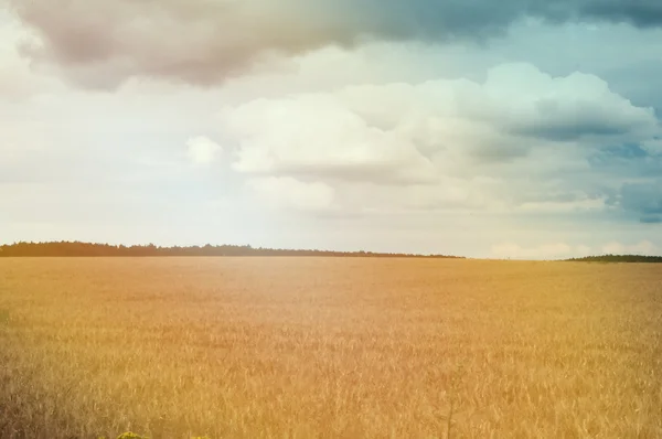 Campos de trigo a meio do dia — Fotografia de Stock