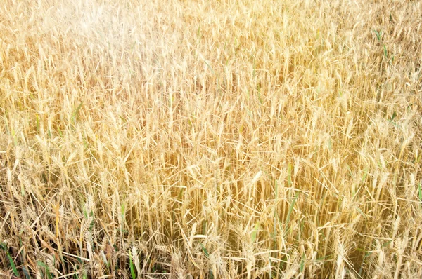 Pola pszenicy w środku dnia — Zdjęcie stockowe
