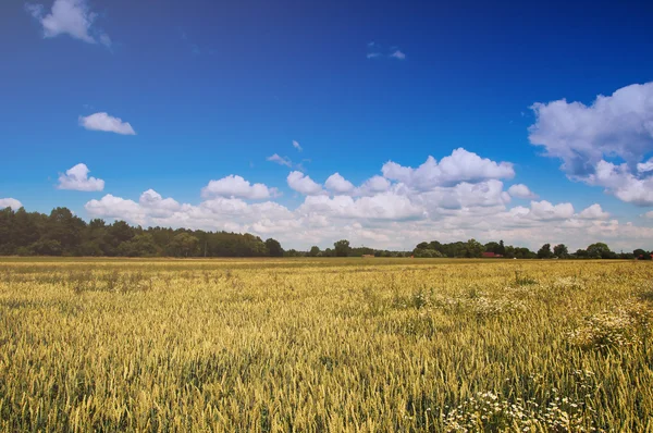Das Bild von Weizen, Ackerland. — Stockfoto