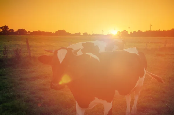 Vacas en pastos al atardecer —  Fotos de Stock