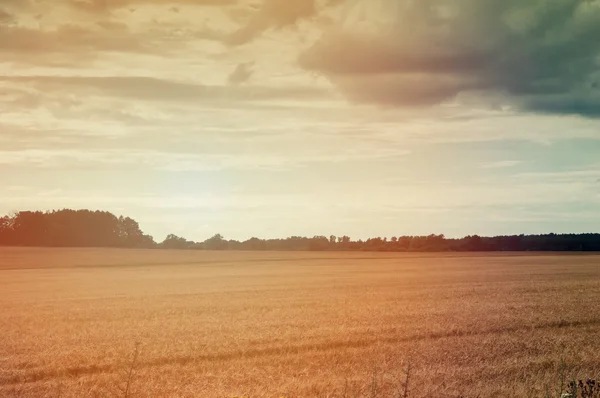 Campos de trigo a meio do dia — Fotografia de Stock