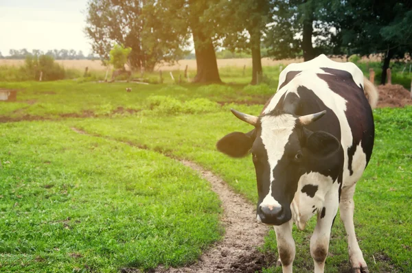 Weidende Kühe auf der grünen Wiese — Stockfoto