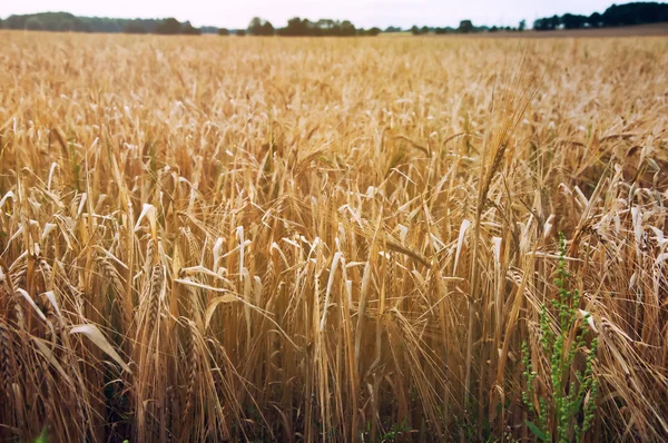 Campi di grano nel bel mezzo della giornata — Foto Stock