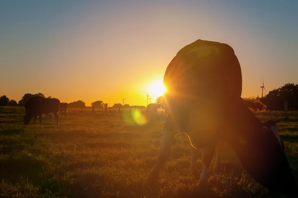 Koeien op grasland bij zonsondergang — Stockfoto