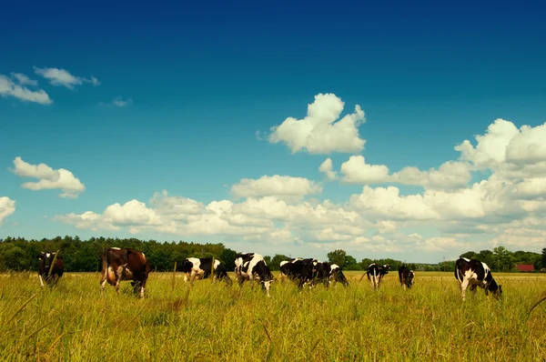 Vaca lechera clásica en un pasto —  Fotos de Stock