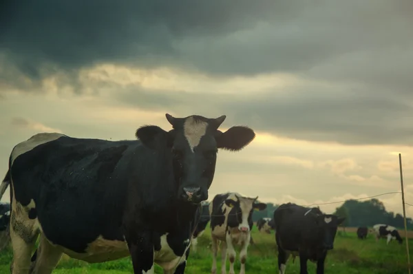 Grazende koeien op groene weide — Stockfoto