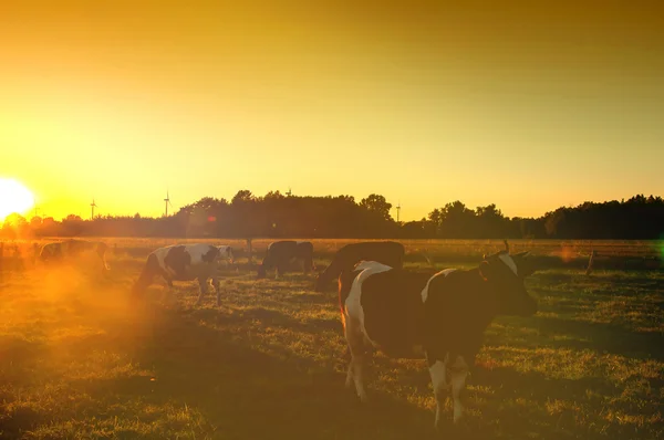 Koeien op grasland bij zonsondergang — Stockfoto