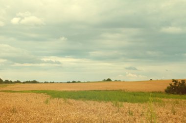 Buğday tarlalarının gün arasında