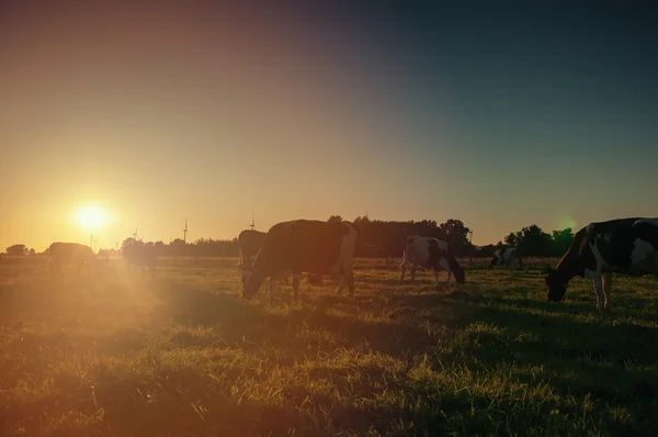 Koeien op grasland bij zonsondergang — Stockfoto