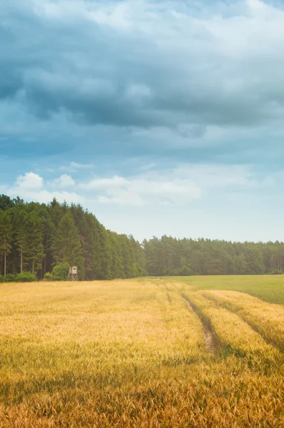 Weizenfelder mitten am Tag — Stockfoto