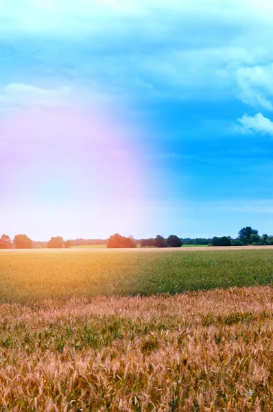 Campos de trigo a meio do dia — Fotografia de Stock