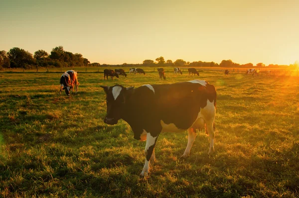 Koeien op grasland bij zonsondergang — Stockfoto