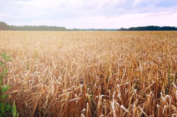 Campi di grano nel bel mezzo della giornata — Foto Stock