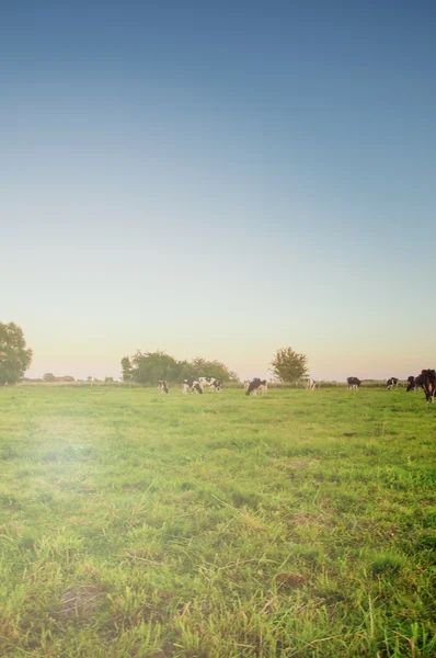 Vacas em pastagem no prado verde — Fotografia de Stock