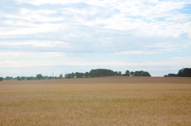 Buğday tarlalarının gün arasında