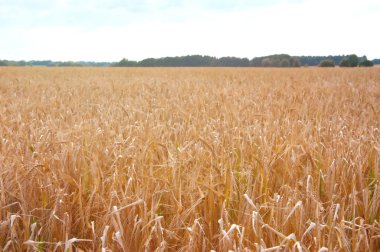Buğday tarlalarının gün arasında
