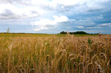 Buğday tarlalarının gün arasında