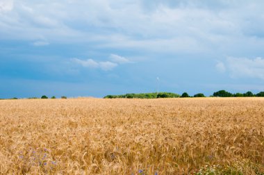 Buğday tarlalarının gün arasında