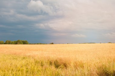 Buğday tarlalarının gün arasında