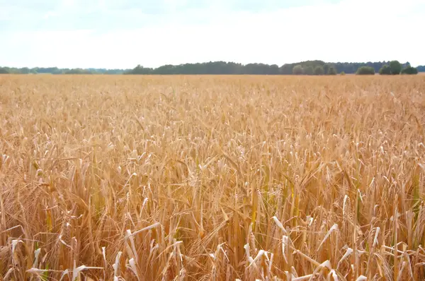 Campi di grano nel bel mezzo della giornata — Foto Stock