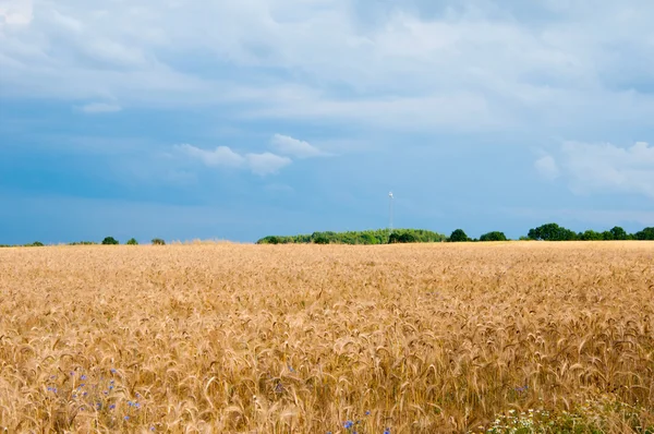 Campos de trigo a meio do dia — Fotografia de Stock