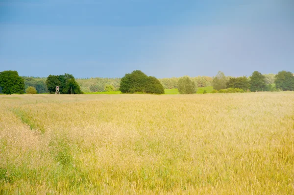 Campos de trigo a meio do dia — Fotografia de Stock