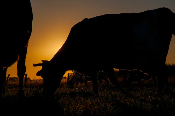 Koeien op grasland bij zonsondergang — Stockfoto