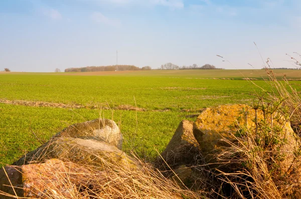 Das Bild des kleinen Weizens auf Ackerland. — Stockfoto