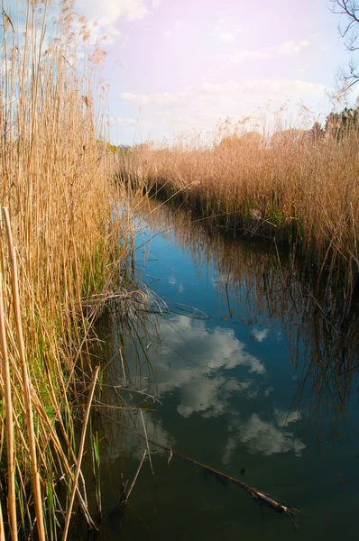 Pequeño río en el día — Foto de Stock