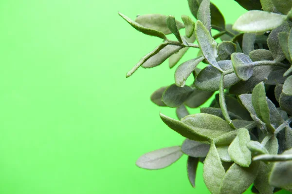 The image of artificial plant on a green backfound — Stock Photo, Image