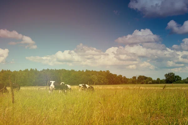 Classic milk cow in a pasture — Stock Photo, Image