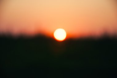 Orman bokeh arka plan. Doğal orman - bulanık fotoğraf