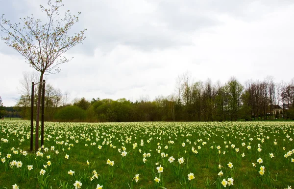 A mezőt, amelyben nő a sok virág Narciso — Stock Fotó