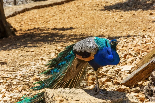 Pavo real salvaje sobre un fondo rocoso borroso —  Fotos de Stock