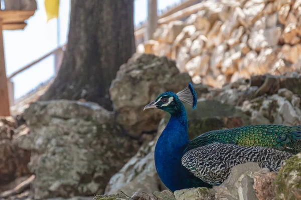 Animales Peacock Primer Plano Fondo Borroso Color Fot Stock —  Fotos de Stock