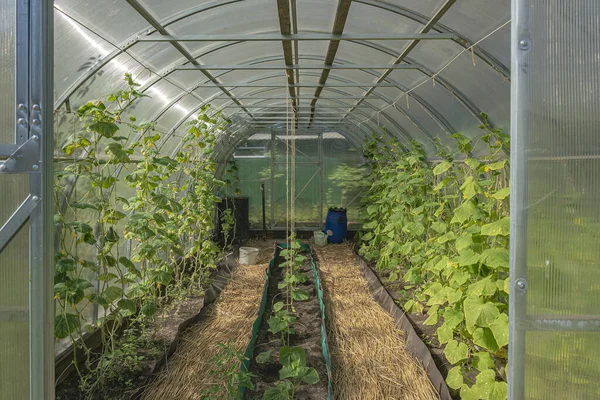 Greenhouse Growing Seedlings Ground Stock Photo — Stock Photo, Image