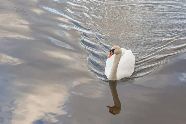 Белый Лебедь Плывет Воде Оставляя След Воде Фондовое Фото — стоковое фото