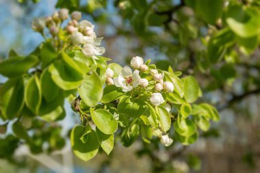 Ağaç dalında, yaprakların arasında kırmızı bir kalbi olan beyaz bir çiçek. Bokeh elementleriyle bulanık arkaplan. Stok Fotoğrafı