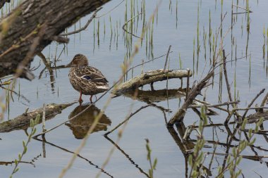 Suya batmış bir ağaçta ördek. Stok Fotoğrafı