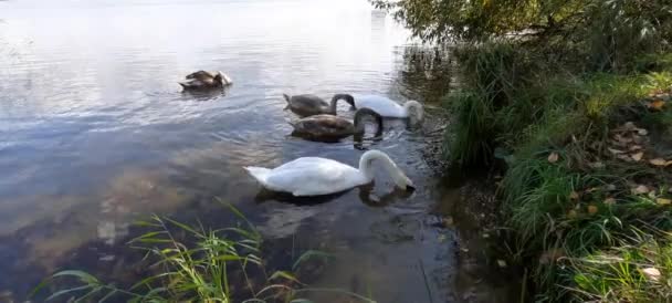 Milieu Een Zwerm Zwanen Voedt Zich Ondiep Water Bij Kustlijn — Stockvideo